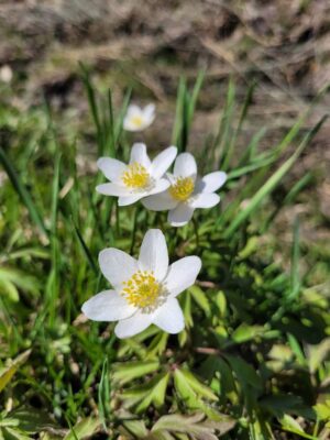 Miniaturka artykułu Wiosna, wiosna, wiosna, ach to ty…